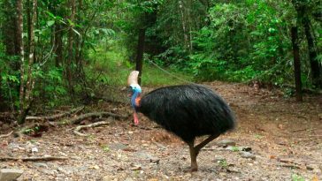 World’s Oldest Tropical Rainforest Has Been Returned To Its Traditional Owner!