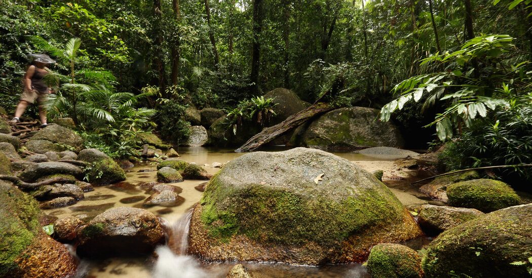 World’s Oldest Tropical Rainforest Has Been Returned To Its Traditional Owner!