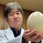 Japan Researchers Use Ostrich Cells To Make Masks That Glow On Detecting Covid 19