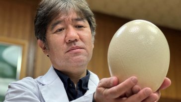 Japan Researchers Use Ostrich Cells To Make Masks That Glow On Detecting Covid 19